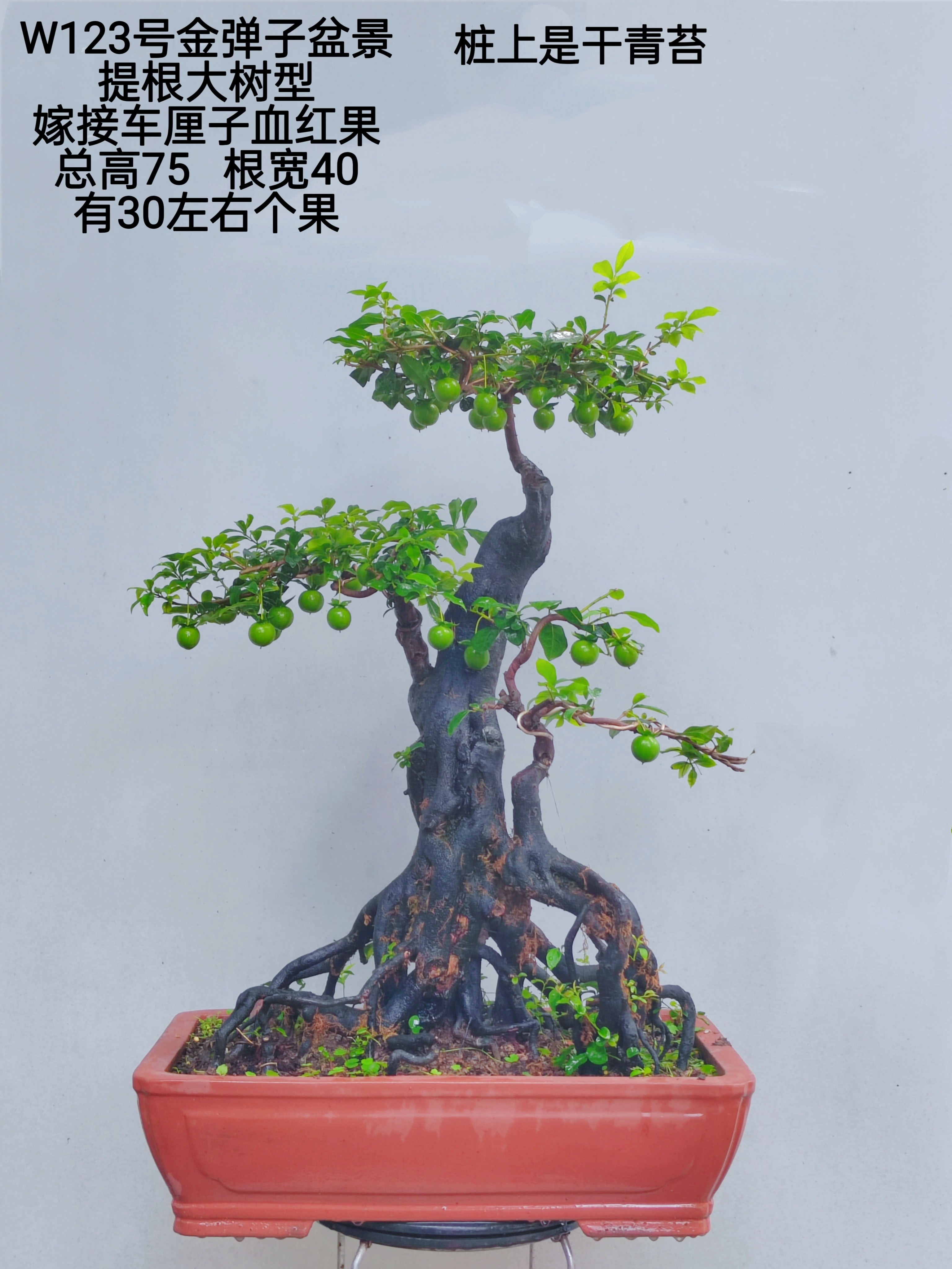 金弹子盆景挂果母桩红果阳台庭院造型盆景