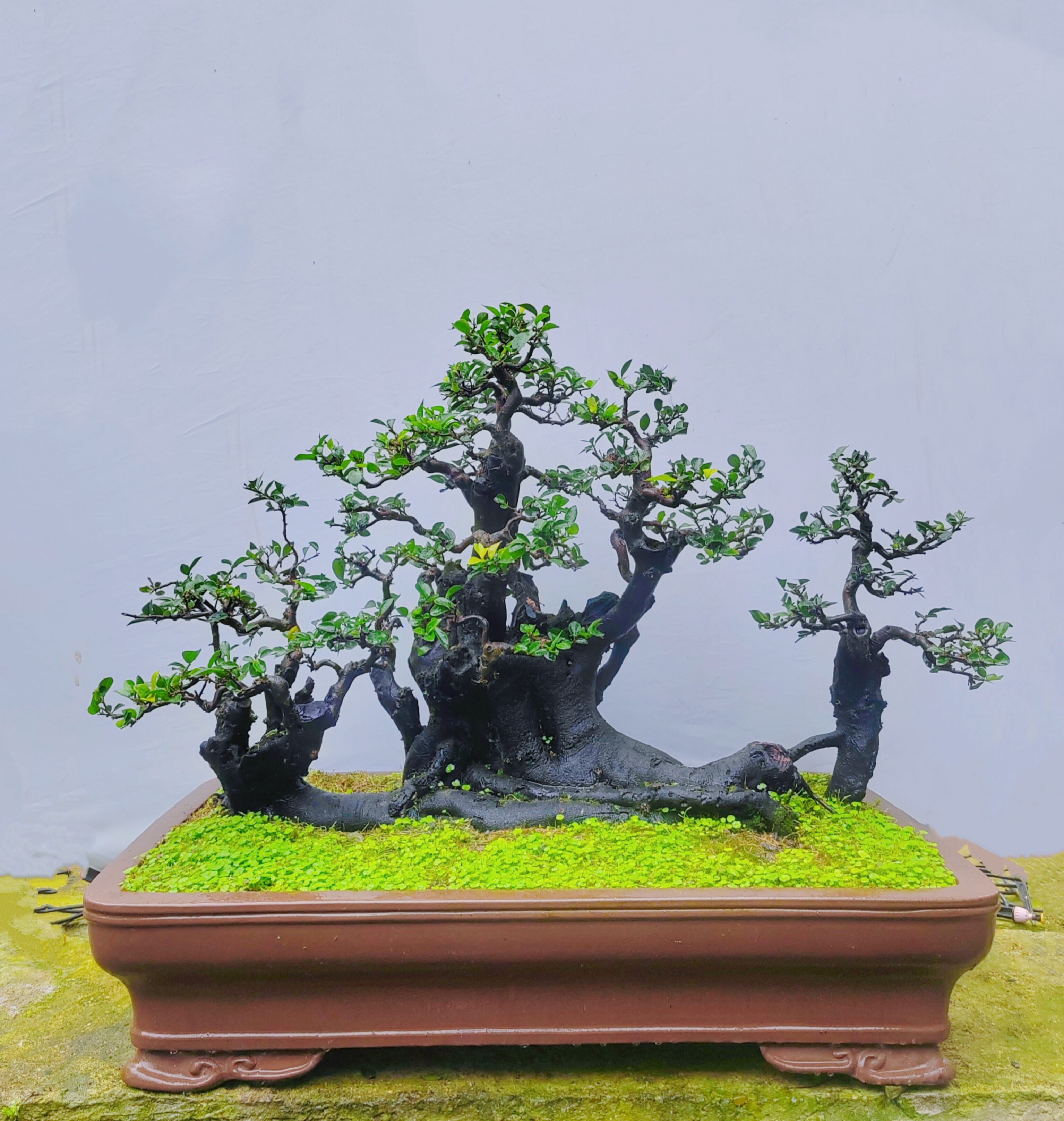 金弹子挂果盆景熟桩花卉绿植弹子桩庭院阳台植物母桩客厅盆景弹子