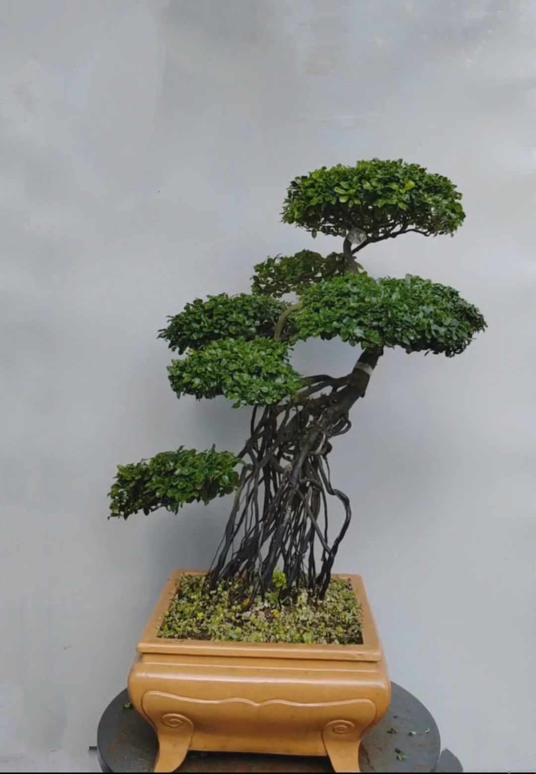 81号桩金弹子盆景原生母成品老桩观果植物庭院阳台盆景