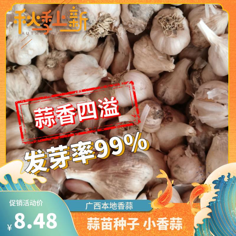 本地蒜种小香蒜硬叶蒜种子蒜苗蒜种蒜苗种子红根蒜苗小香蒜浓香型