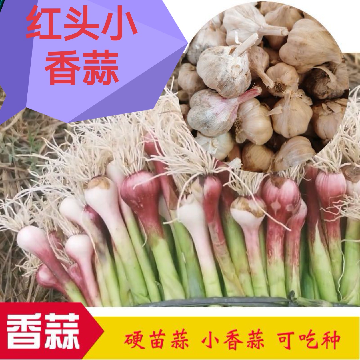 蒜苗种子大蒜种子硬叶蒜广西蒜种