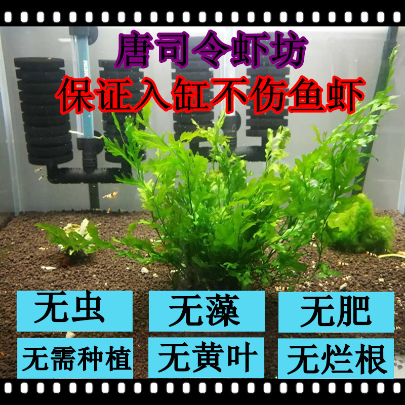 水草植物造景套餐包邮免黑木蕨