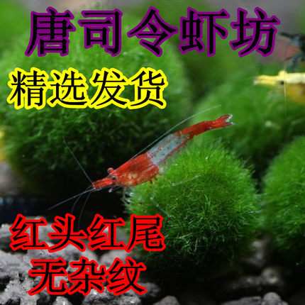 红琉璃虾观赏虾淡水红白水晶虾黄金米虾樱花虾除藻清洁工具黑壳