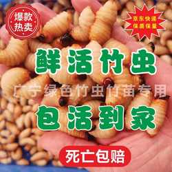 鲜活竹虫云南竹虫皇竹虫竹笋虫活虫椰子虫活体发货包邮包活