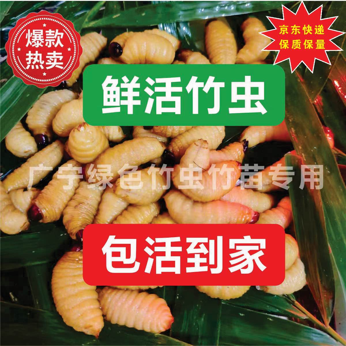 鲜活竹虫食用椰子发货邮包