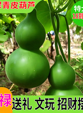A级优选青皮绿皮葫芦果白玉葫芦  兴旺吉祥中式装饰摆件伴手送礼