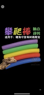 睫角攀爬棒巨人守宫盖勾亚树栖类攀爬棒