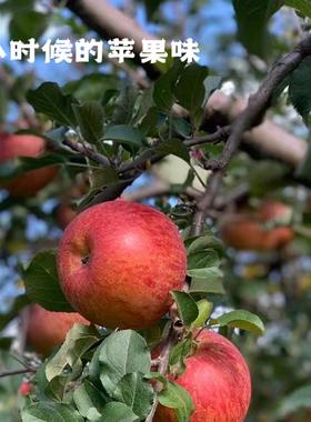 瓦雀公社 半野生种植 丑苹果 苹果味浓郁不催熟不催红 5斤包邮