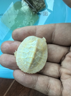 白色风水龟 龟背6甲（普通5甲）裙26甲（普24甲）镇宅 招财