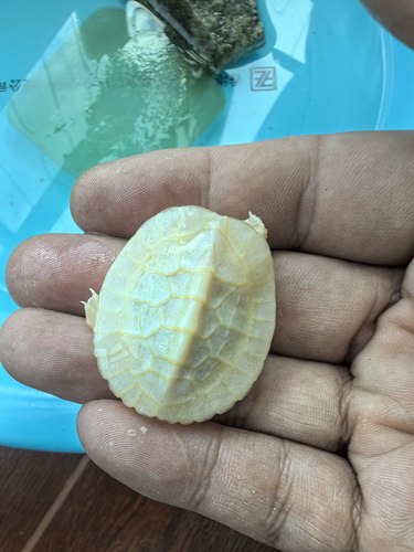 1岁白色风水龟 龟背6甲（普通5甲）裙26甲（普24甲）镇宅 招财