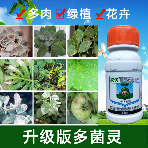 花卉植物月季叶斑病多菌灵