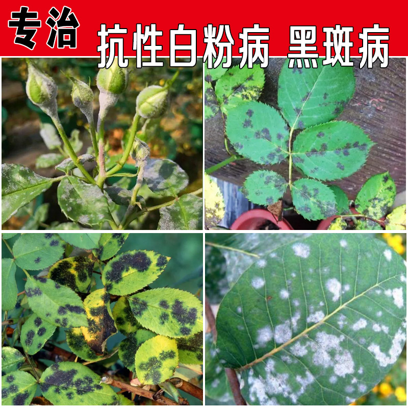 玫瑰月季花常用药杀菌黑斑病图片