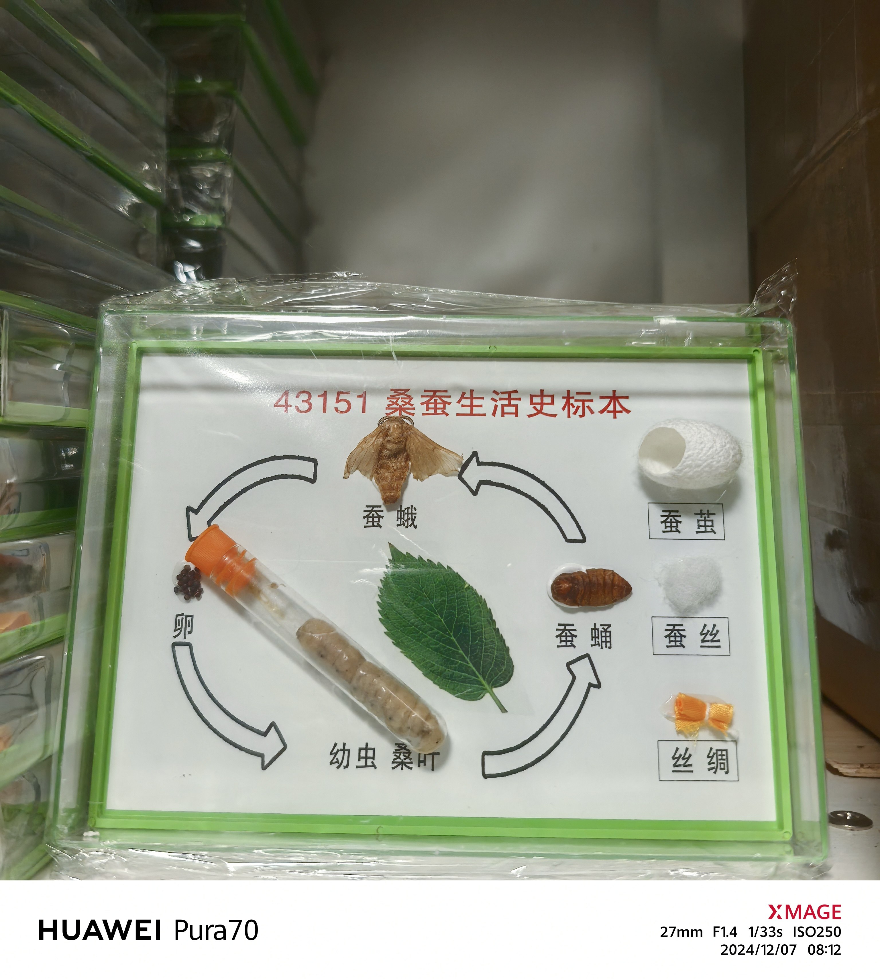 蚕宝宝标本蚕的一生桑蚕生活史标本蚕蛾蚕蛹活蚕教学展示学生蚕茧