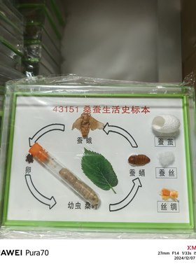 蚕宝宝标本蚕的一生桑蚕生活史标本蚕蛾蚕蛹活蚕教学展示学生蚕茧