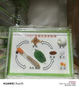 蚕宝宝标本蚕的一生桑蚕生活史标本蚕蛾蚕蛹活蚕教学展示学生蚕茧