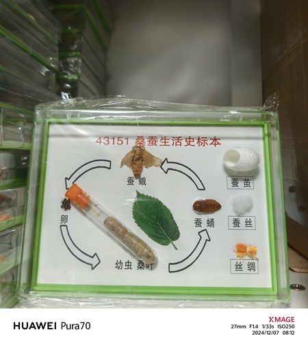 蚕宝宝标本蚕的一生桑蚕生活史标本蚕蛾蚕蛹活蚕教学展示学生蚕茧