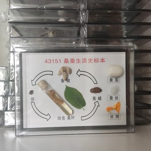 蚕宝宝标本蚕 一生桑蚕生活史标本蚕蛾蚕蛹活蚕教学展示学生蚕茧