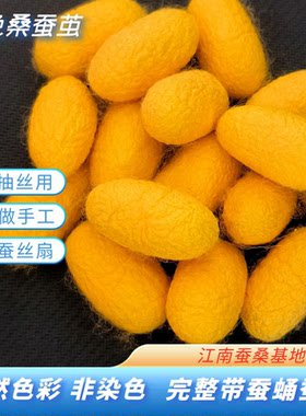 天然彩色桑蚕茧烘干完整带蚕蛹金色黄金蚕茧学生手工DIY抽丝手工