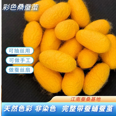 天然彩色桑蚕茧烘干完整带蚕蛹金色黄金蚕茧学生手工DIY抽丝手工