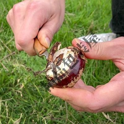 马蹄去皮刀 专削 削皮去皮 荸荠马蹄刀 刨刀 蔬菜水果 刀实用方便