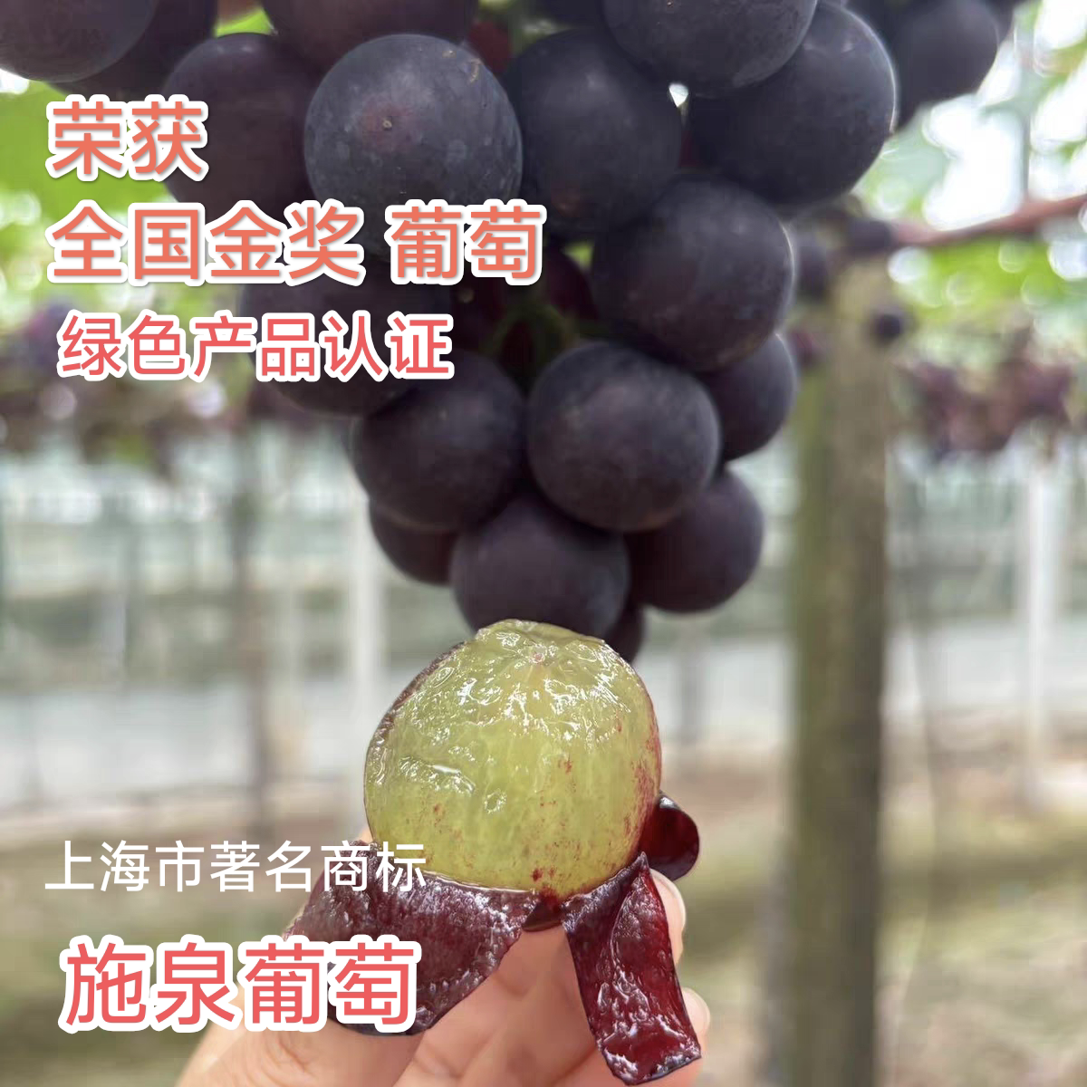 施泉葡萄金山特产巨峰葡萄绿色有机葡萄夏黑醉金香郁金香新鲜发货