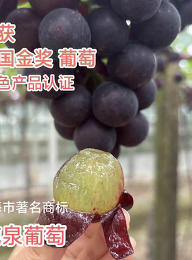 施泉葡萄金山特产巨峰葡萄绿色有机葡萄夏黑醉金香郁金香新鲜发货
