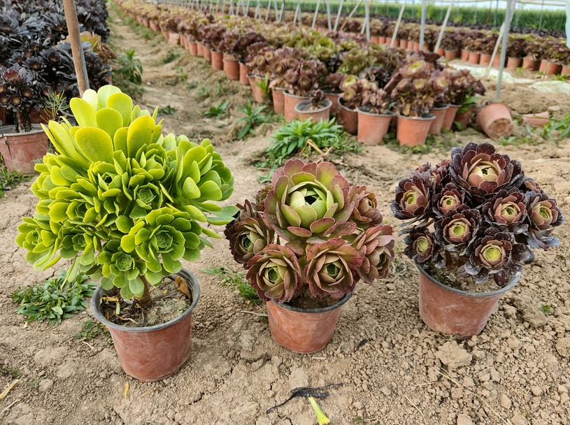 新手老桩法师套餐好养绿植盆栽