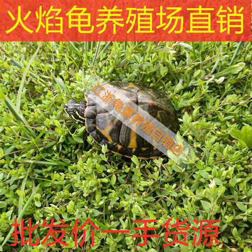 火焰龟包邮批发价活体乌龟