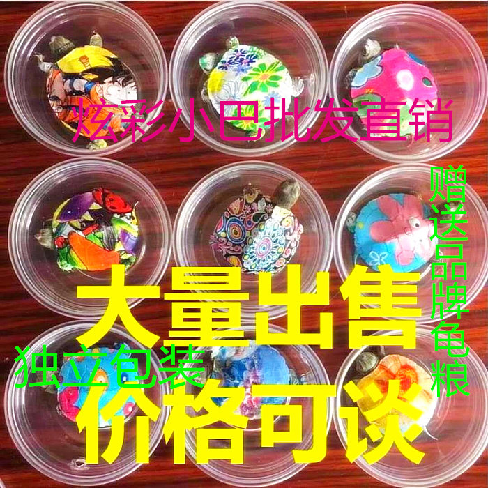 炫彩小夜光彩乌龟彩龟地摊夜市彩绘喷绘彩宠物龟玩具