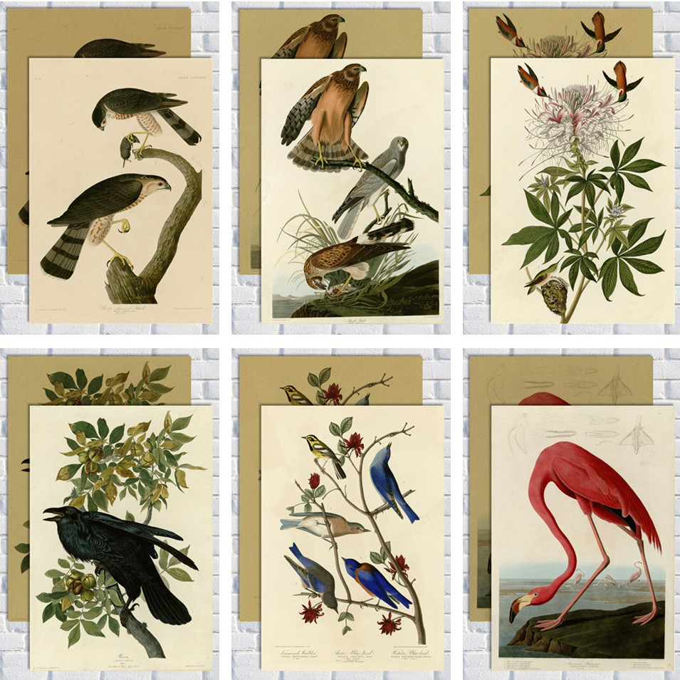 奥杜邦海报牛皮纸画 动物 乡村花鸟花谱画芯 美家卡纸画热带鸟类