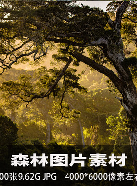 森林丛林雨林场景4K超清照片壁纸图片素材高清摄影JPG海报设计参
