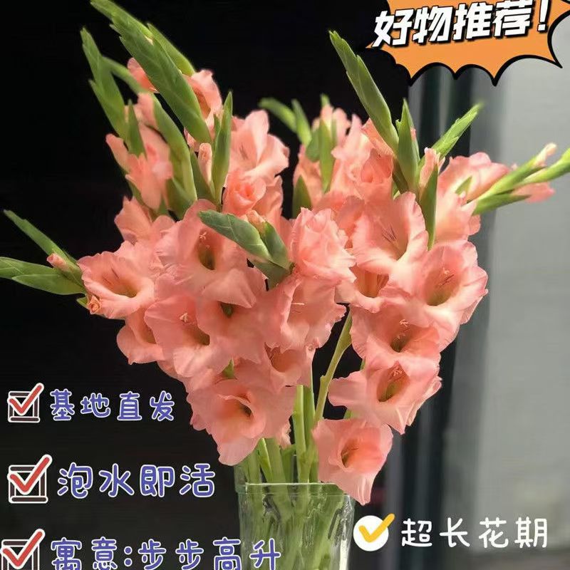新鲜剑兰鲜花节节高升鲜切花