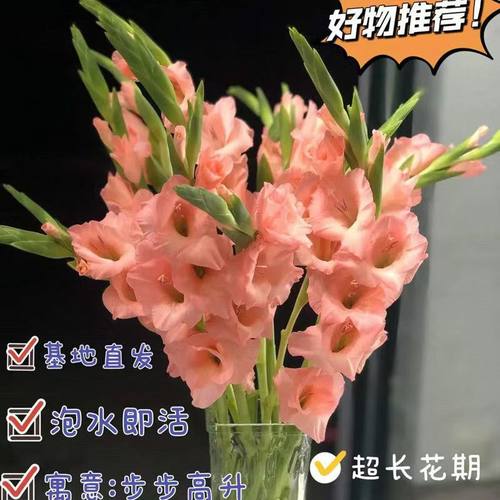 新鲜剑兰鲜花广州鲜切花