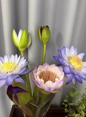 睡莲鲜花速递室内插黄色粉色紫色睡莲水生植物产地带花苞直发花卉