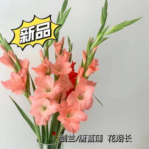 广州直发剑兰唐菖蒲鲜切花水培