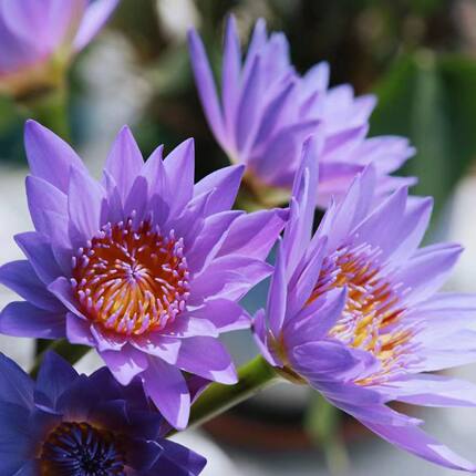10枝装紫色睡莲鲜花家庭客厅室内水养鲜切花插花广州基地新鲜直发
