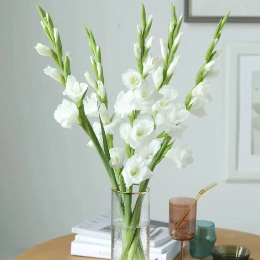 白色兰鲜花广州花卉基地直发