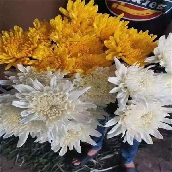 扫墓上坟大菊花黄白菊花产地直发