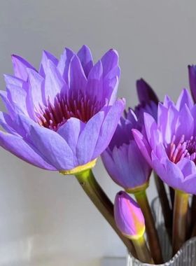 10枝紫色睡莲鲜花水养插花花束家庭客厅室内广州鲜花基地直发批发