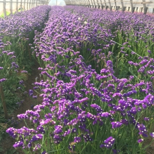 鲜花云南直发百合花称斤模式 饰永生花束 跑江湖地摊勿忘我干花装