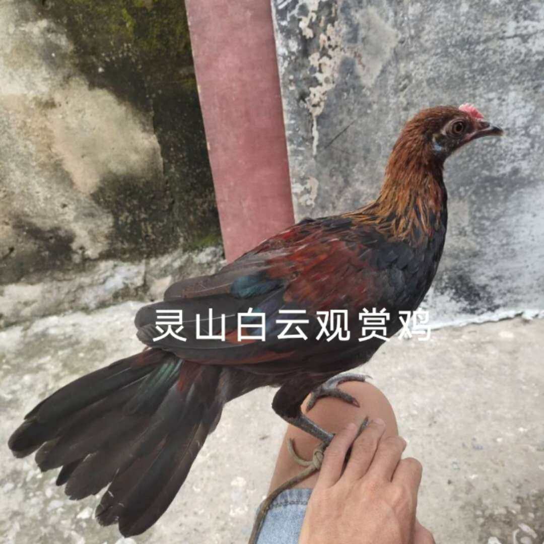正宗海南白耳二代原鸡包活到受精蛋纯种七彩山鸡翻毛鸡珍珠鸡包活