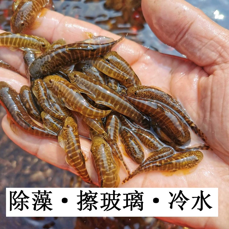 原生溪流吸鳅鱼原生溪流贵州爬岩鳅琵琶鳅长汀拟腹吸鳅樱口鳅