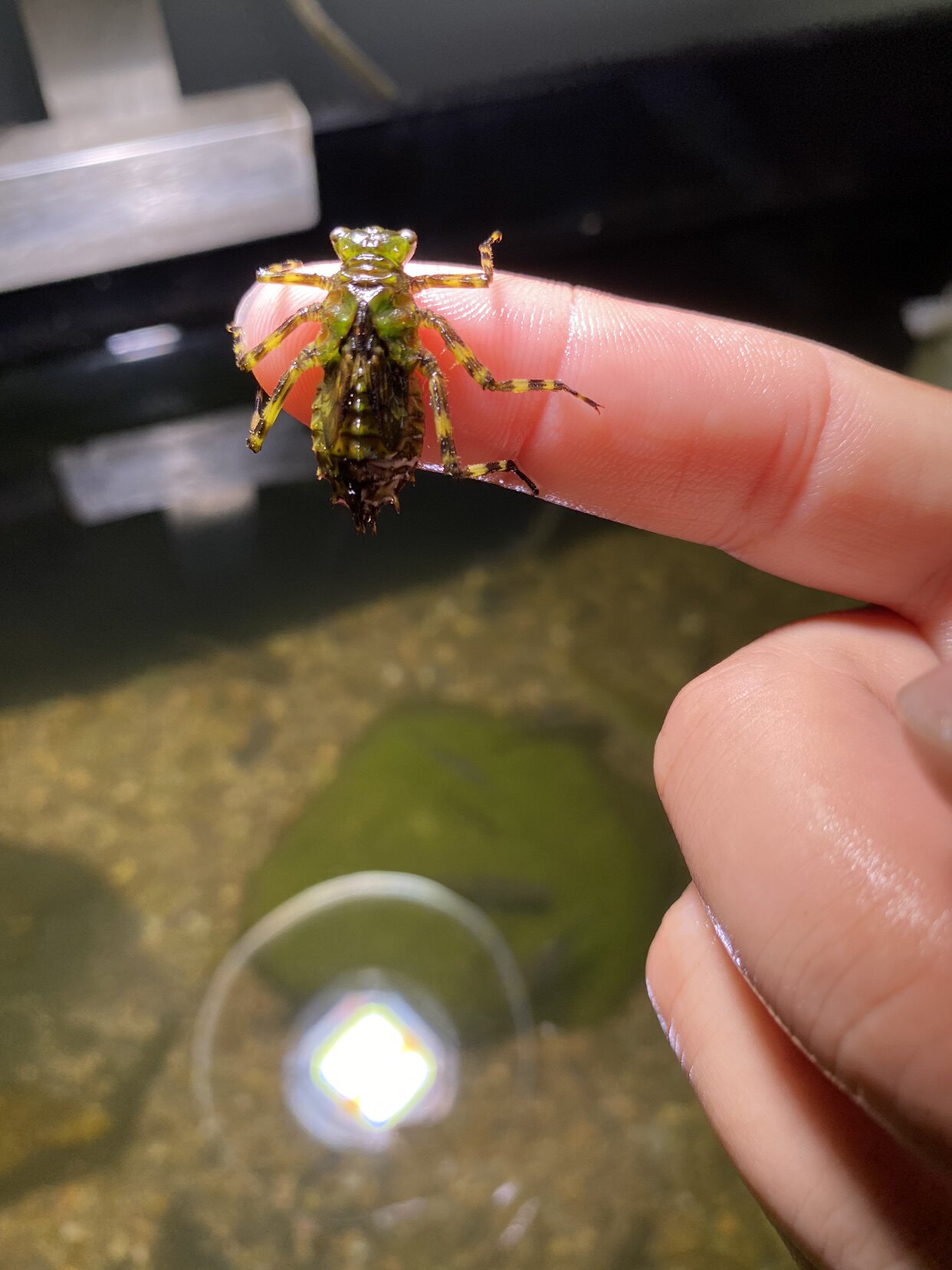 蜻蜓幼虫水中蜻蜓幼虫观赏虫微生物教科书认识生物种类蜻蜓幼虫