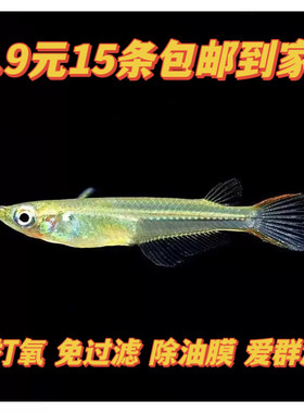 弓背蓝眼睛除油膜红树林青鱂桂系