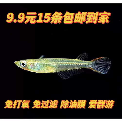 弓背蓝眼睛除油膜红树林青鱂桂系