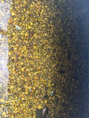黄金蚬 活体淡水冷水小河蚌 河蚬净化水质繁殖鳑鲏除绿藻底层好养