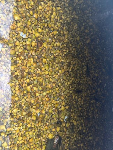 黄金蚬 活体淡水冷水小河蚌 河蚬净化水质繁殖鳑鲏除绿藻底层好养