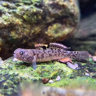 粘皮虾虎鱼原生溪流缸底层鱼粘皮虾虎鱼阿布虾虎