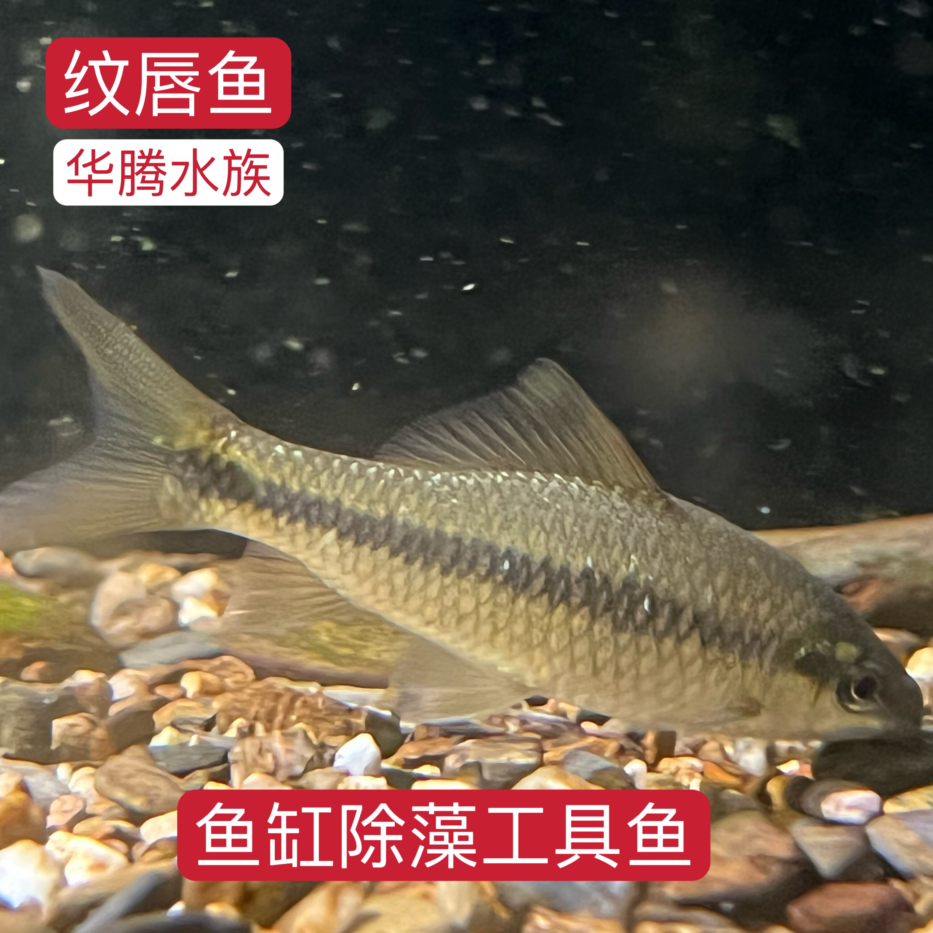 原生纹唇鱼吃藻大师底层工具鱼藻类食物残渣清理小能手