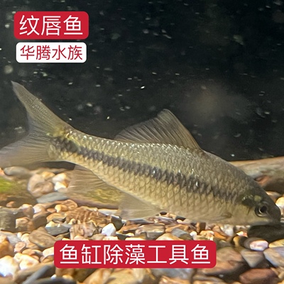 清洁鱼工具鱼工具鱼淡水